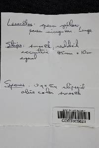 Boletus chrysenteron image