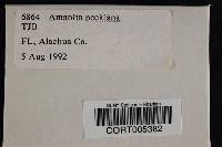 Media resource of Amanita peckiana