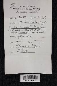 Amanita constricta image