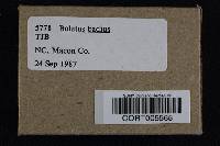 Boletus badius image