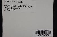 Boletus pallidus image