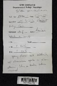 Boletus miniato-olivaceus image