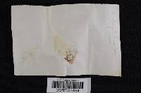 Boletellus chrysenteroides image