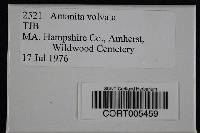 Amanita volvata image