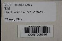 Boletus tenax image