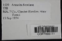 Amanita frostiana image