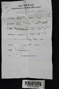 Media resource of Boletus bicoloroides