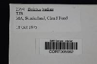 Boletus badius image
