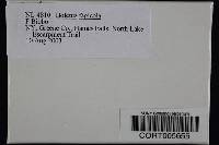 Media resource of Boletus fagicola