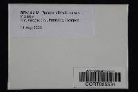 Media resource of Boletus albisulphureus