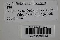 Media resource of Boletus auriflammeus