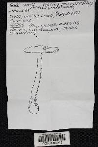 Amanita ceciliae image