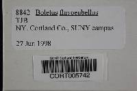 Media resource of Boletus flavorubellus