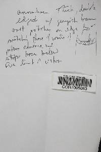 Amanita excelsa image