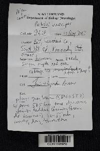 Boletus variipes image