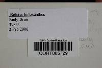 Media resource of Boletus holoxanthus