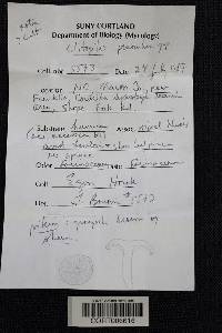 Clitopilus prunulus image