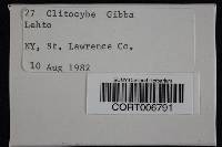 Clitocybe gibba image