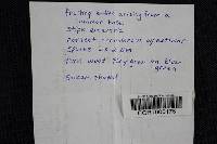 Chlorociboria aeruginascens image