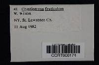 Media resource of Ceratiomyxa fruticulosa