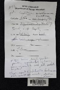 Cystoderma amianthinum image