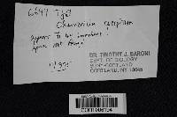 Image Associated With the Occurrence