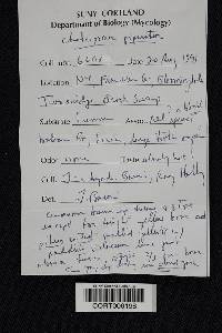 Chalciporus piperatus image