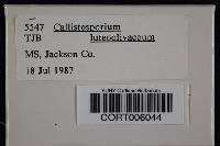 Callistosporium luteo-olivaceum image