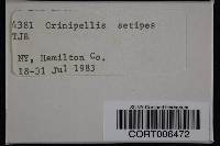 Media resource of Crinipellis setipes