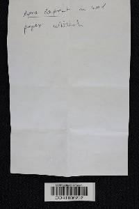 Thumbnail image of current specimen