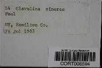 Clavulina cinerea image