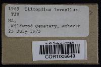 Clitopilus prunulus image