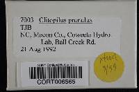 Clitopilus prunulus image
