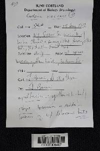 Cudonia circinans image