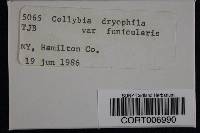 Media resource of Gymnopus ocior