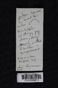 Clitopilus prunulus image