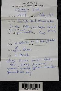 Clitocybe gibba image