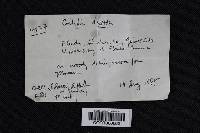 Thumbnail image of current specimen