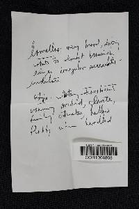 Rhodocollybia butyracea image