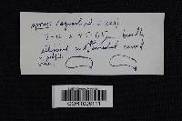 Cantharellus lateritius image