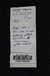 Cantharellus minor image