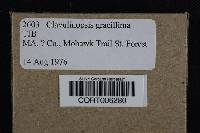 Media resource of Clavaria flavipes