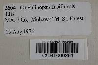 Clavulinopsis fusiformis image