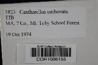 Cantharellula umbonata image
