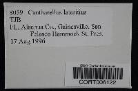 Cantharellus lateritius image