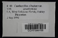Media resource of Cantharellus amethysteus