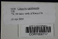 Clitocybe carolinensis image