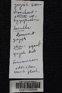 Thumbnail image of current specimen