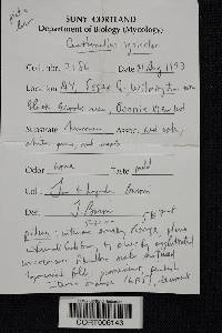 Cantharellus ignicolor image