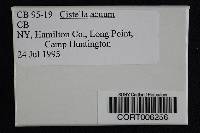 Media resource of Peziza acuum